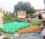 Mewa Papaya Nawalpuronline